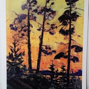 thomson pine trees at sunset