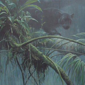 bateman shadow of the rainforest